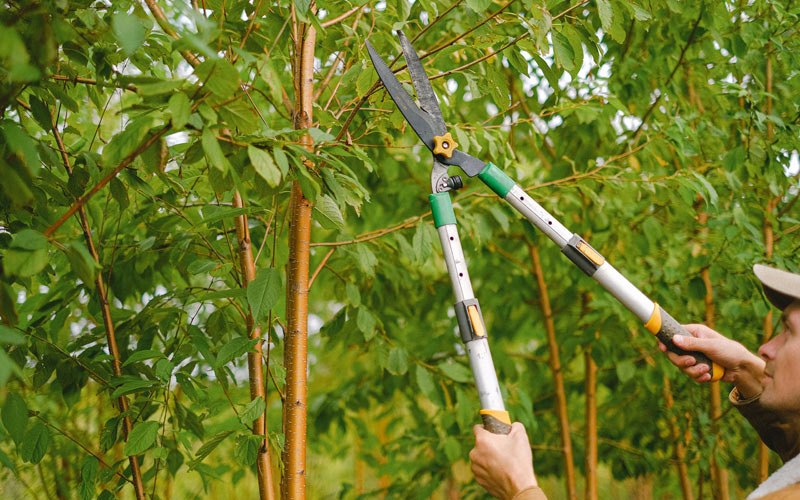 Tree trimming in Goodlettsville, TN